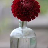 Dahlia - Georgine