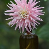 Dahlia - Georgine