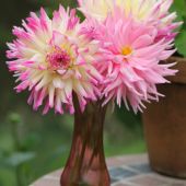 Dahlia - Georgine