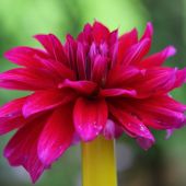 Dahlia - Georgine