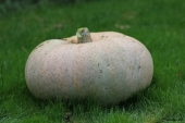 Græskar