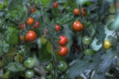 img_5782_3_4enhancer