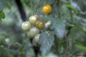 img_5788_89_90enhancer