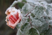 Frost på rose