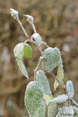 Rose med frost