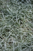 Frost på græs