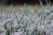 Frost på græs