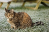 Trunte katten