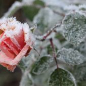 Frost på rose