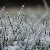 Frost på græs