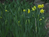 Påskeliljer