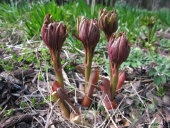 Bonderose skud