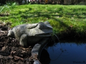 Springvandsfrø