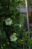 Klokkeranker i blomst