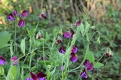 Ærteblomst
