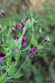 Ærteblomst