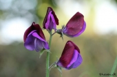 Ærteblomst
