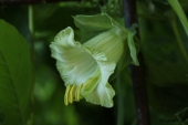 Klokkeranker i blomst