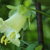 Klokkeranker i blomst