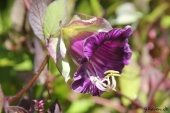 Klokkerankeblomst
