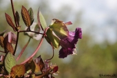 Klokkerankeblomst