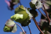 Klokkerankeknop, snart blomst