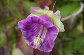 Klokkerankeblomst