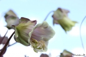 Klokkerankeblomst