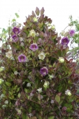 Klokkerankeblomster