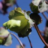 Klokkerankeknop, snart blomst