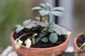 Julerose