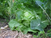 Iceberg salat