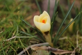 Krokus Cream Beauty