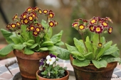 Primula