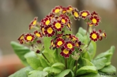 Primula