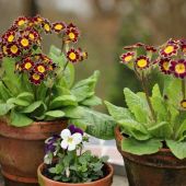 Primula