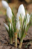 Krokus
