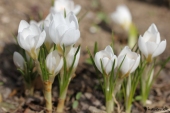 Krokus