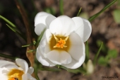 Krokus