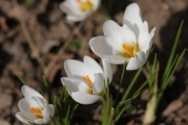 Krokus