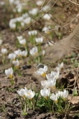 Krokus