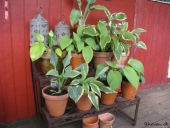 Hosta på plantetrappe