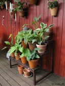 Hosta på plantetrappe