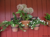 Bacopa og Alium