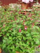Fuchsia
