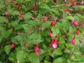 Fuchsia