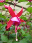 Fuchsia