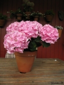 Hortensia