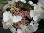 Havehortensia