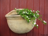 Bacopa